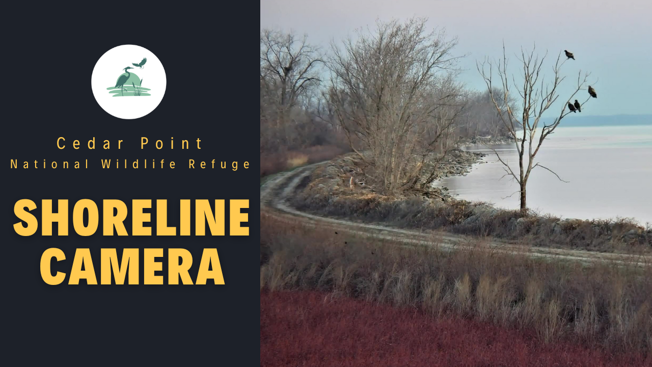 Picture: Cedar Point NWR Shoreline Camera 