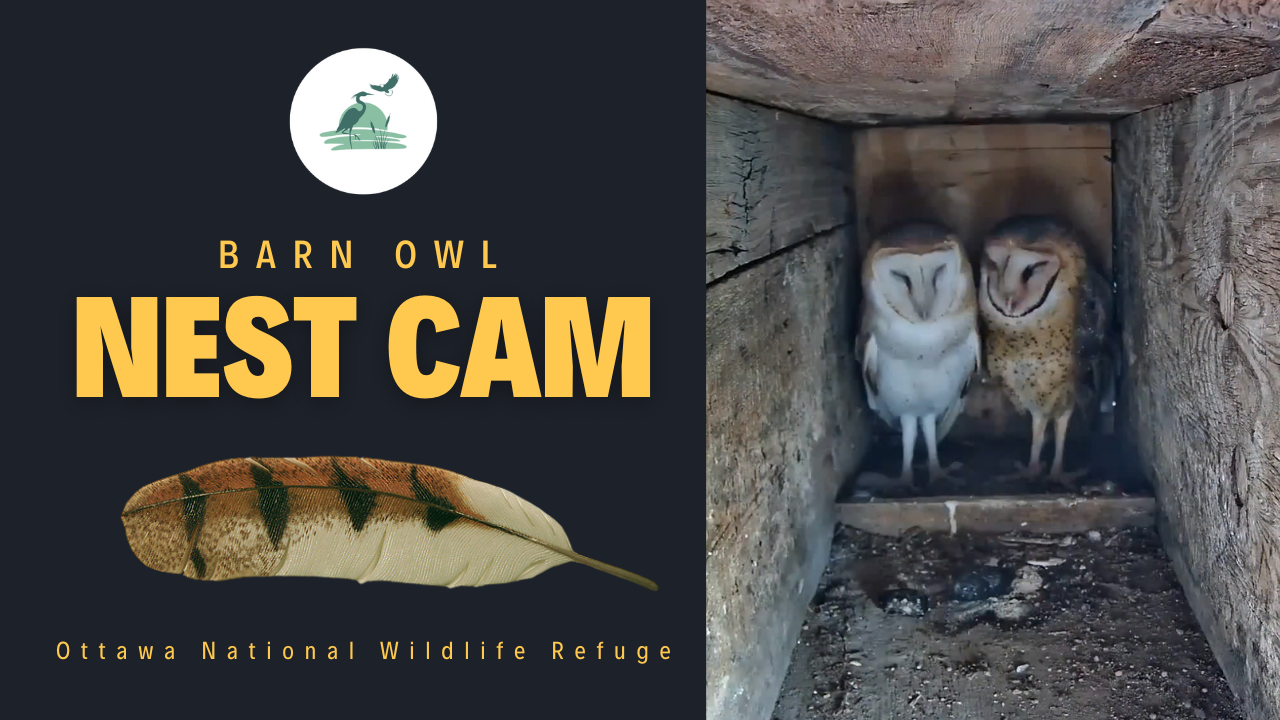 Picture: Barn Owl Nest Camera Image