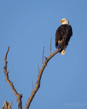 Photo of Bald Eagle in a tree by David Tidrick