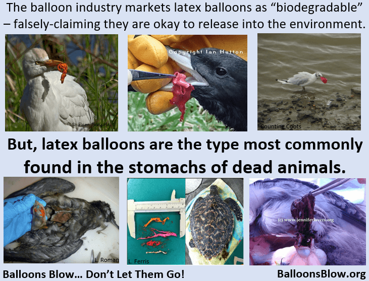 Photo: Latex balloons and impacts on animals