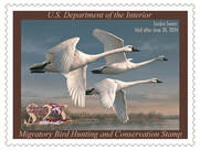 Photo: A Federal Duck Stamp featuring swans