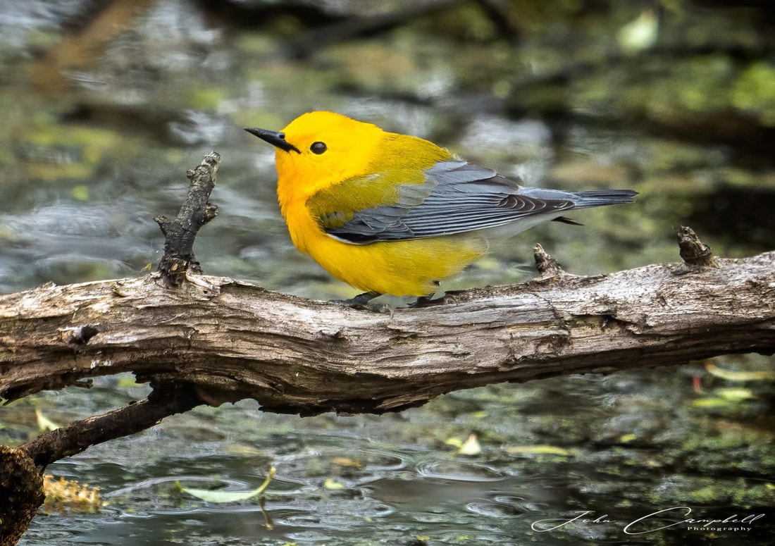 Photo: Prothonotary warbler by John Campbell