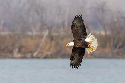 Photo: Bald Eagle by Vince Capozziello