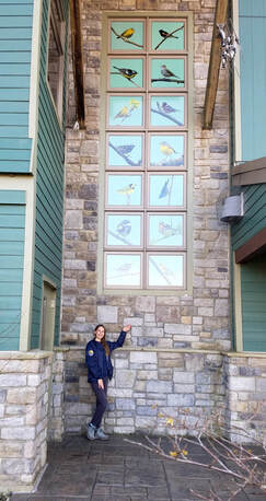Jessica Duez shows the warblers on the stairwell windows